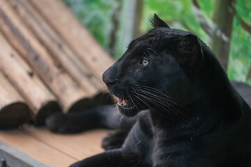 Black Panther (leopard) resting