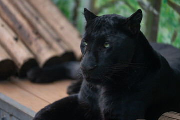 Black Panther (leopard) resting