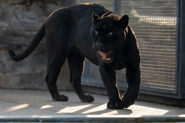 Black Jaguar caged, in sunlight © Ray