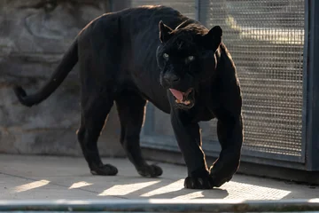 Selbstklebende Fototapeten Panther Black Jaguar caged, in sunlight  © Ray