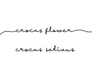 Elegant handwritten typography of crocus flower and botanical name