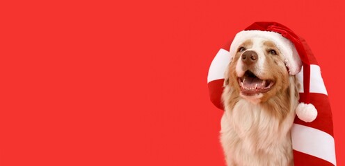 Cute Australian Shepherd dog in Santa hat and with candy cane pillow on red background with space for text