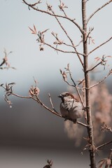 bird on a tree