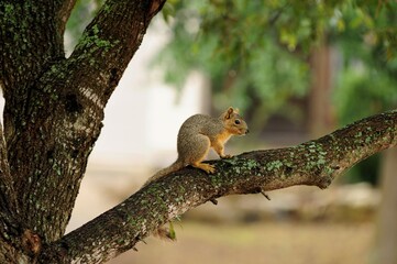 squirrel on a tree