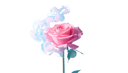 Pink rose with delicate, swirling blue smoke effect, isolated on a clean, stark black background