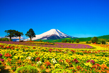 美瑛の美しいお花畑と富士山合成