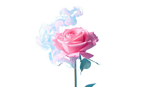 Pink rose with delicate, swirling blue smoke effect, isolated on a clean, stark black background