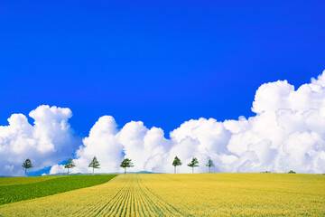 女満別のメルヘンの丘と入道雲合成