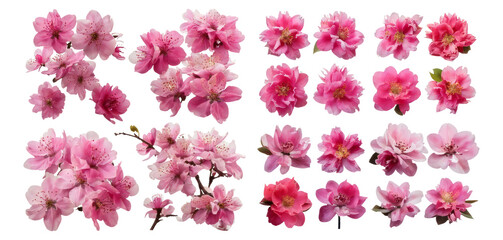 Obraz premium Vibrant Pink Flowers Collection with Various Petal Shapes and Sizes, Isolated on Transparent, white background