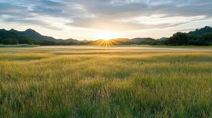 Fototapeta premium Golden sunrise illuminating misty meadow with gentle warm tones, creating serene atmosphere