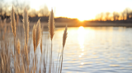 Golden sunlight reflects on calm water, with tall grasses swaying gently in breeze