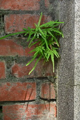 Authentic urban resilience scene of green pinnate compound leaf plant emerging from weathered red-brown brick wall crack, beside rough concrete column with natural sunlight casting shadows.