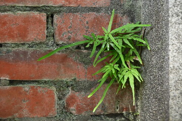 Authentic urban scene of vibrant green pinnate leaf plant emerging from junction between weathered red brick wall with mortar and rough gray concrete wall in natural directional sunlight.