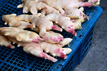 Pile of irregular-shaped fresh ginger rhizomes with light yellow-beige skin and pink shoot tips in blue mesh plastic basket, soil traces visible, outdoor market setting, Taiwan.