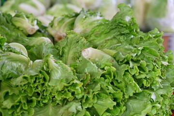 Stacked light green romaine lettuce with wavy leaf edges, glossy moist texture and clear veins, varied shades, blurred background, fresh produce at market, Taiwan.