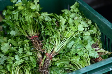 Fresh cilantro bunches with green leaves tied with red string, soil-covered roots visible, in dark green crate, lighting creates shadows, market produce display, Taiwan.