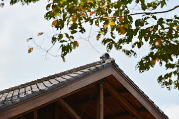 Authentic architectural detail of traditional dark roof tiles with wooden eaves and decorative ridge ornament, framed by autumn tree branches showing green, yellow and brown leaves against bright sky.