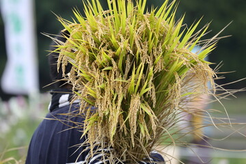 手で刈り取った稲の束