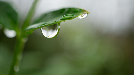 マクロ 葉先から滴る大きな水滴
