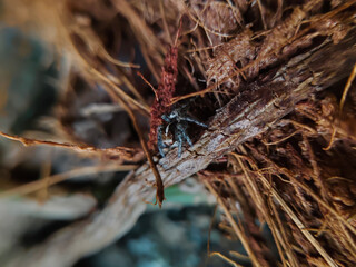 close up of a small spider on a tree