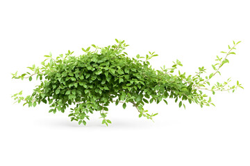 Obraz premium Green Foliage Plant with Small Leaves and Branches
