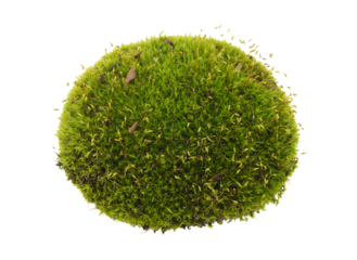 Vibrant green spherical moss ball sits isolated showing a fuzzy natural texture for ecology and plant life design.