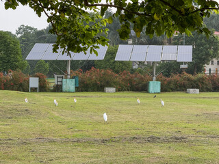 A field with two solar panels and a few birds