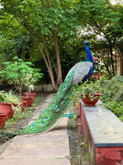 A peacock is standing in front of a red wall