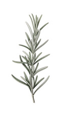 Fototapeta premium Rosemary sprig isolated on transparent background, a fragrant herb used in cooking and aromatherapy. Close up of a delicate rosemary sprig with needle-like leaves detailed on a dark backdrop