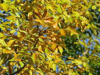 Yellow and Orange Autumn Leaves of Dakotah Centennial Ash (Fraxinus pennsylvanica 'Dakota...