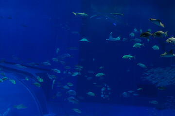 Beautiful fish in the bright blue water of the aquarium. Fun and science. Background.
