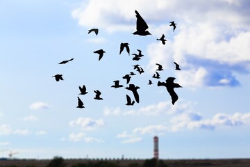 Many dark wild birds flying on sunset sky