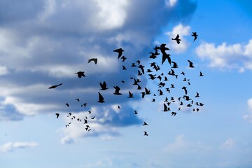 Many dark wild birds flying on sunset sky