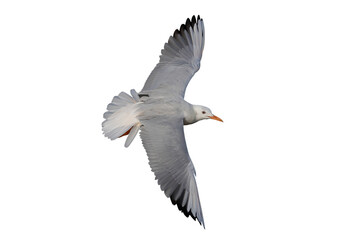 Slender-billed Gull flying isolated on transparent background png file