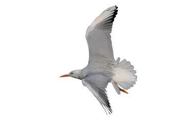 Slender-billed Gull flying isolated on transparent background png file