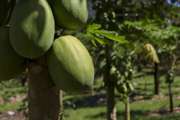 Green papaya fruit growing on tropical tree at farm. Fresh, organic agriculture produce in peaceful, natural setting, ready for future harvest and healthy eating