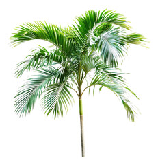 Obraz premium Lush Green Tropical Palm Tree with Wide Fronds and Sturdy Trunk, Isolated on Transparent Background