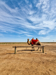 Camel in a desert. A camel tied to a camp with a red saddle looks lazily around him
