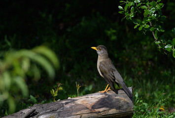 Aves disfrutando del agua de un charco