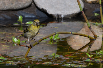 Aves disfrutando del agua de un charco