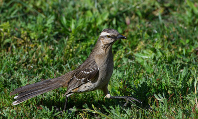 Aves disfrutando del agua de un charco