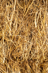Detailed close-up texture of dry straw hay, ideal for agricultural, rustic, and harvest-themed backgrounds or farm design concepts. Neutral warm tones with natural organic detail.
