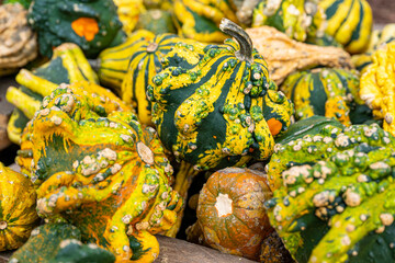 Close-up of colorful decorative gourds and pumpkins in shades of green, yellow, and orange with bumpy textures, creating a vibrant autumn harvest background perfect for seasonal designs.