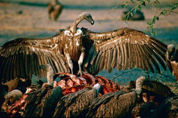 vulture spreading wings
