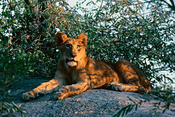 lion cub in the woods