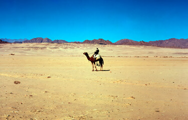 camel in the desert