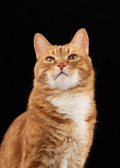 Obraz premium A domestic ginger cat gazes upward, captured in a clean studio setting. Its head is turned slightly back while its body remains straight.