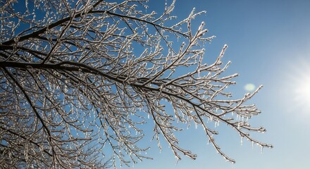 Stunning ice covered branches sparkle against a bright blue sky with sun flare, capturing the delicate beauty of winter's icy grip.
