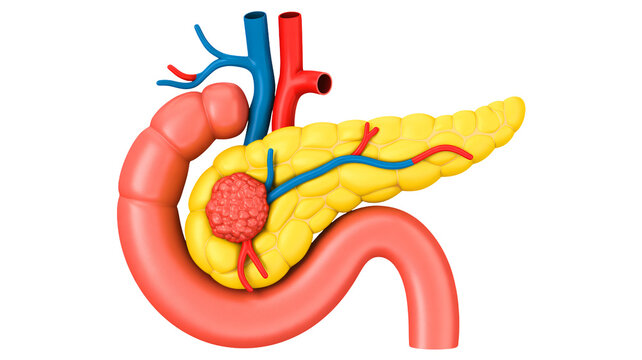 Detailed human pancreas anatomy with duodenum and blood vessels