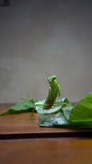 PRaying mantis pose with vegetable